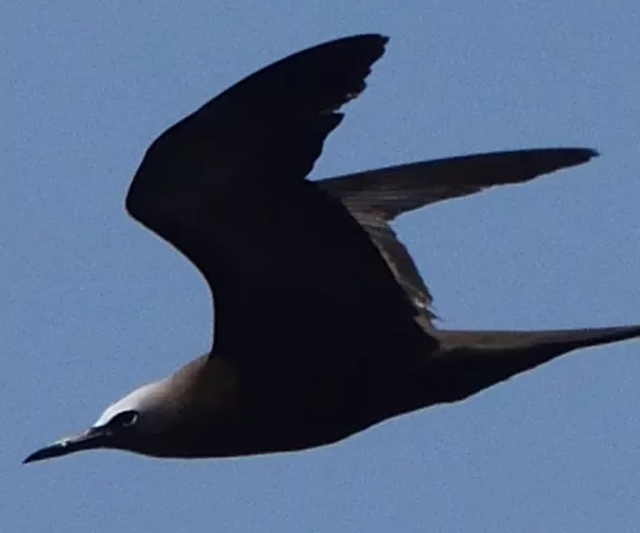 Brown Noddy - Photo by Paul Conover