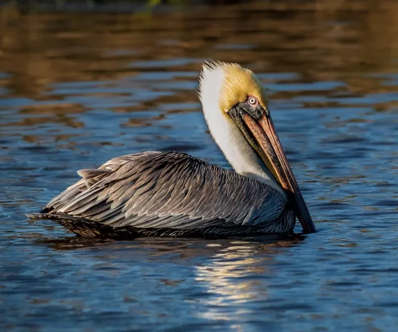 Brown Pelican - Photo by Mike Glaspell