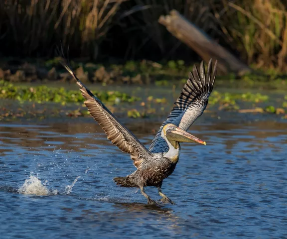 Brown Pelican - Photo by Mike Glaspell