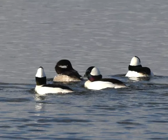 Bufflehead - Photo by Cyndy Hardaker