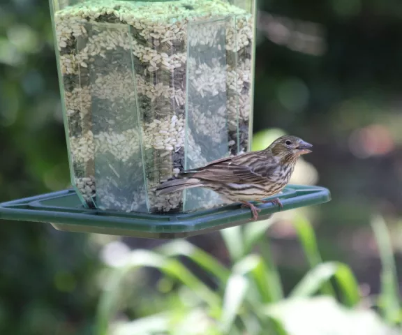 Cassin's Finch - Photo by Suzanne McFatter