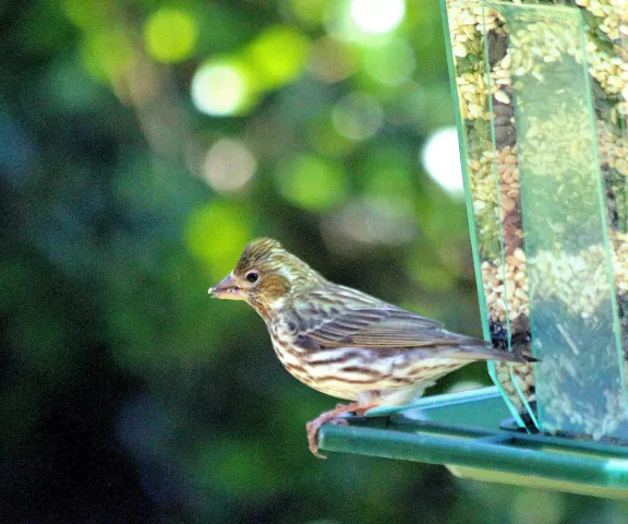 Cassin's Finch - Photo by Suzanne McFatter