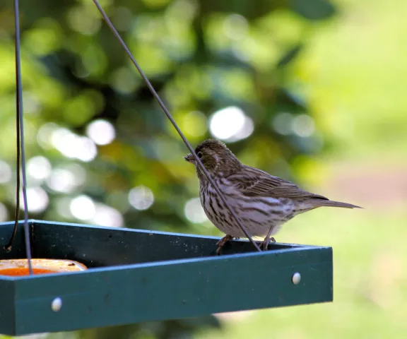 Cassin's Finch - Photo by Suzanne McFatter