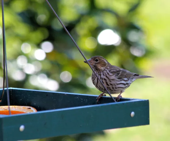 Cassin's Finch - Photo by Suzanne McFatter