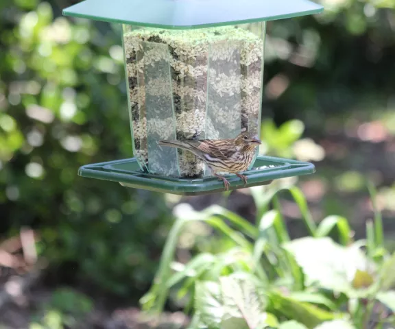 Cassin's Finch - Photo by Suzanne McFatter