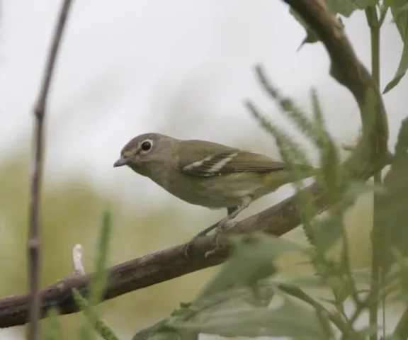 Cassin's Vireo - Photo by Matt Pontiff