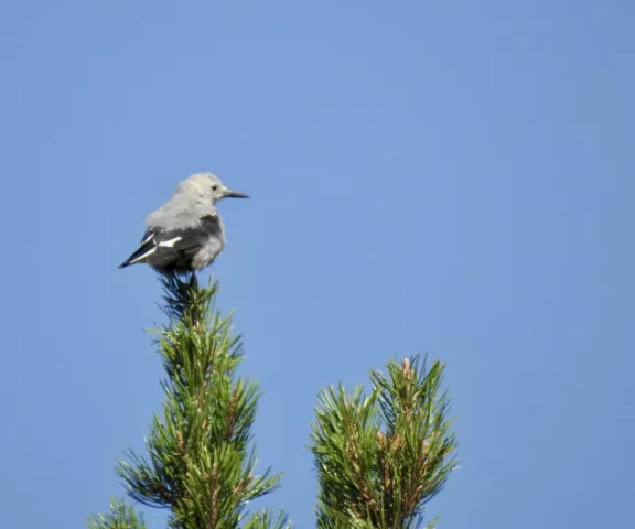 Clark's Nutcracker - Photo by Brigid Brown (NV)