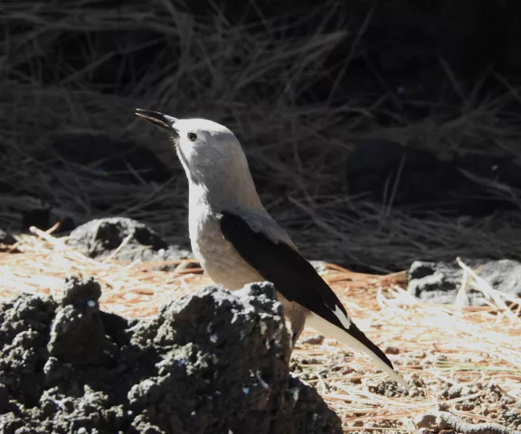 Clark's Nutcracker - Photo by Christie Andry (AZ)