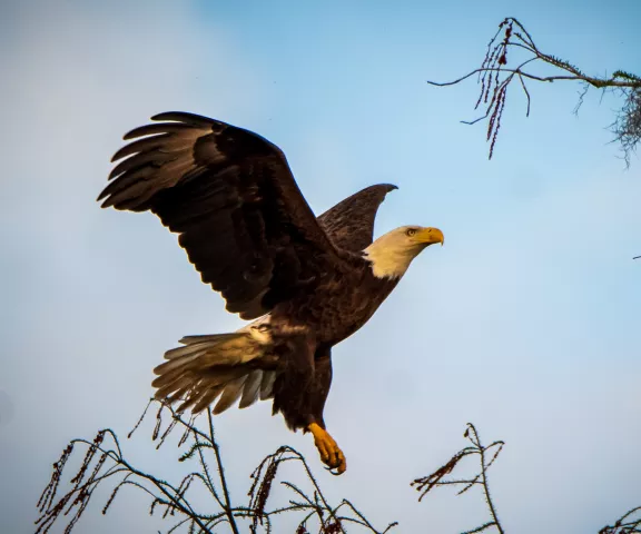 Bald Eagle - Photo by Mike Glaspell