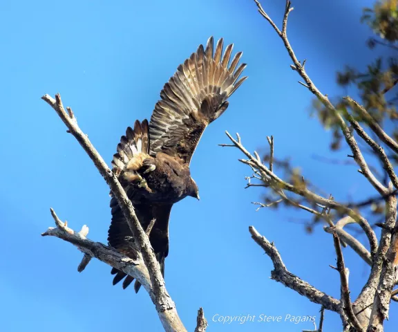 Golden Eagle - Photo by Steve Pagans