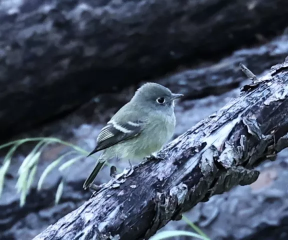 Hammond's Flycatcher - Photo by Joan M. Garvey