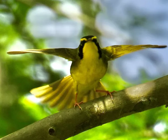 Kentucky Warbler - Photo by Van Remsen