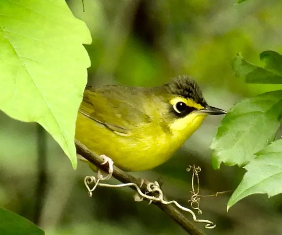 Kentucky Warbler - Photo by Van Remsen