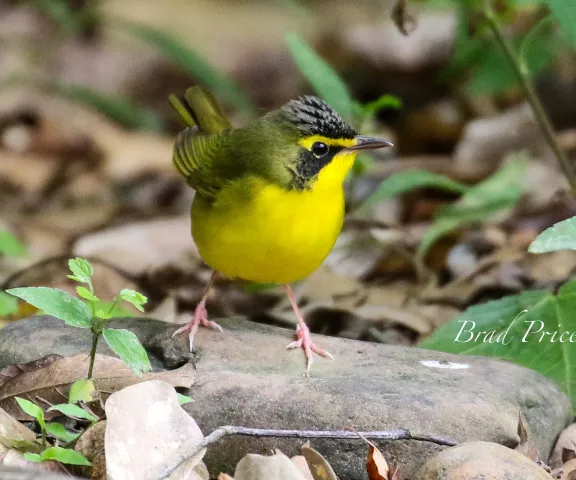 Kentucky Warbler - Photo by Brad Price