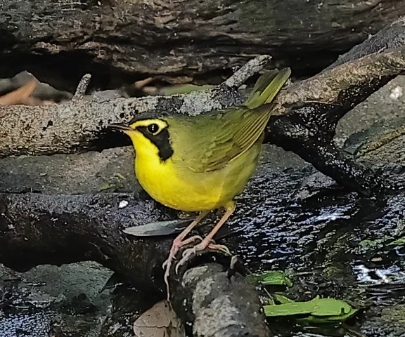 Kentucky Warbler - Photo by Joan Garvey