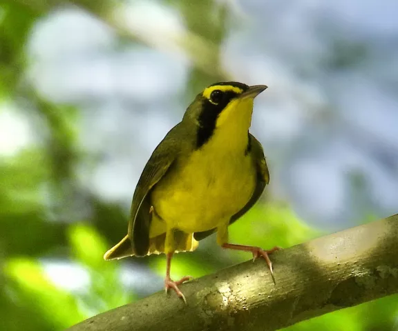 Kentucky Warbler- Photo by Van Remsen