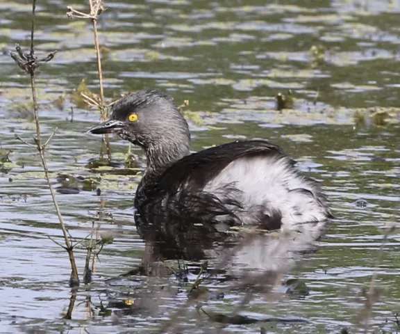 Least Grebe - Photo by Joan M. Garvey