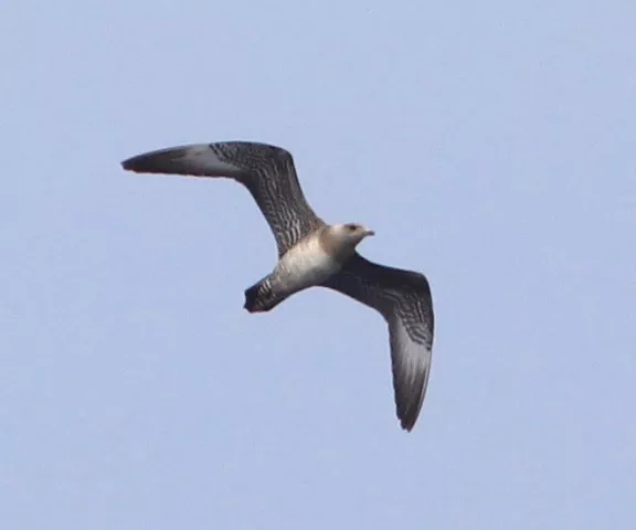 Long-tailed Jaeger - Photo by Oscar Johnson