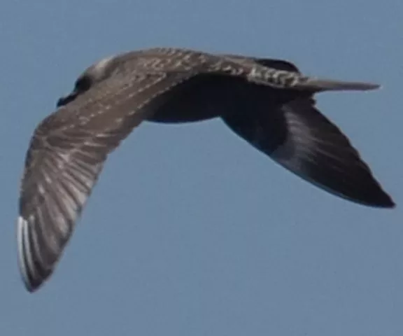 Long-Tailed Jaeger - Photo by Paul Conover