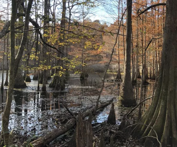 Louisiana State Arboretum - Photo by McKay Family Adventures