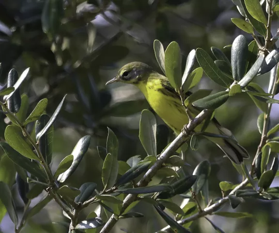 Prairie Warbler - Photo by Nancy Ellington