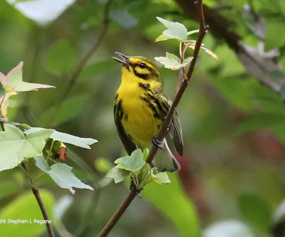 Prairie Warbler - Photo by Steve Pagans