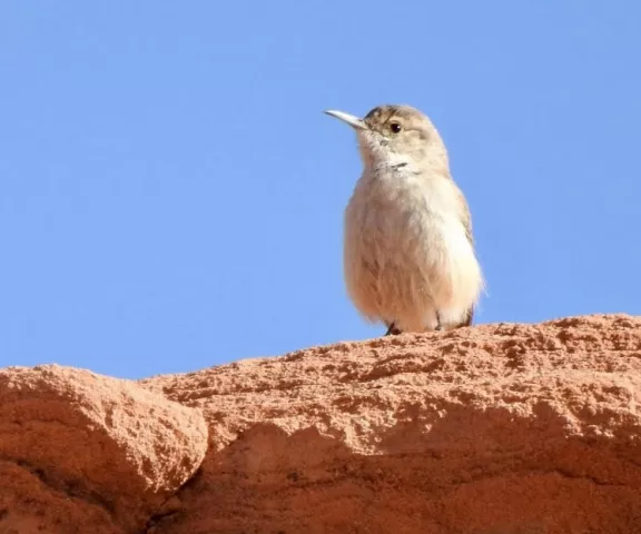 Rock Wren - Photo by Brigid Brown (NV)