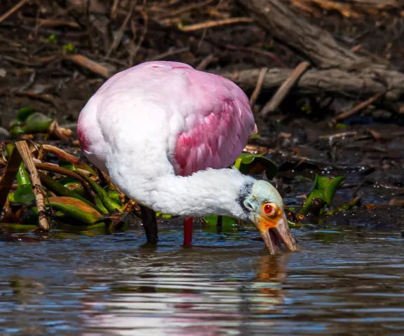 Roseate Spoonbill - Photo by Mike Glaspell