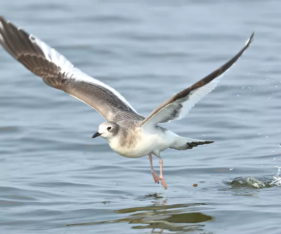 Sabines Gull - Photo by Charles Lyon