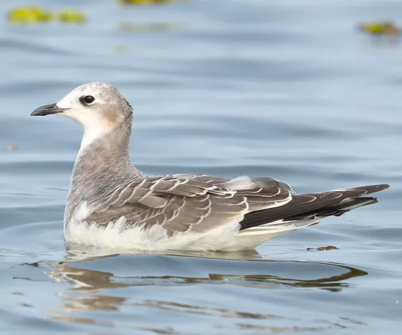 Sabine's Gull - Photo by Charles Lyon