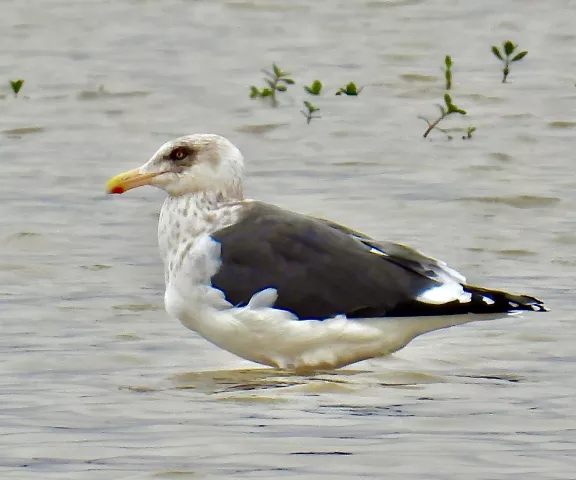 Slaty-backed Gull - Photo by Van Remsen