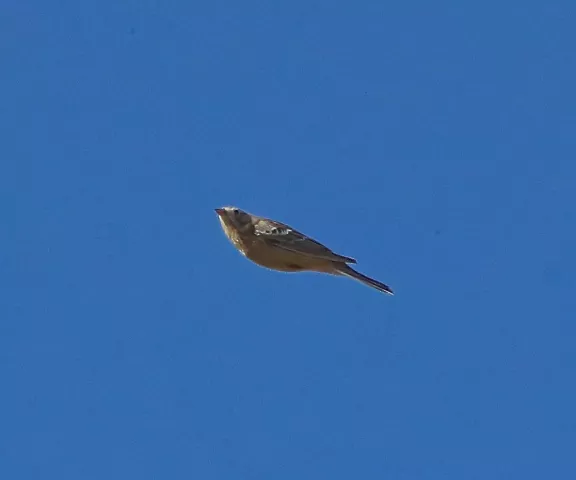 Smith's Longspur - Photo by Charles Lyon