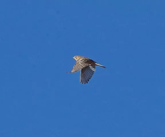 Smith's Longspur - Photo by Charles Lyon