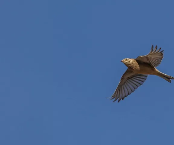 Smith's Longspur - Photo by Charles Lyon