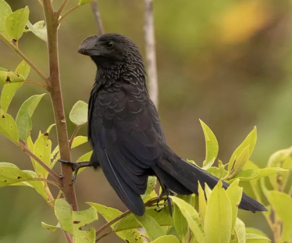 Smooth-billed Ani- Photo by Joan M. Garvey