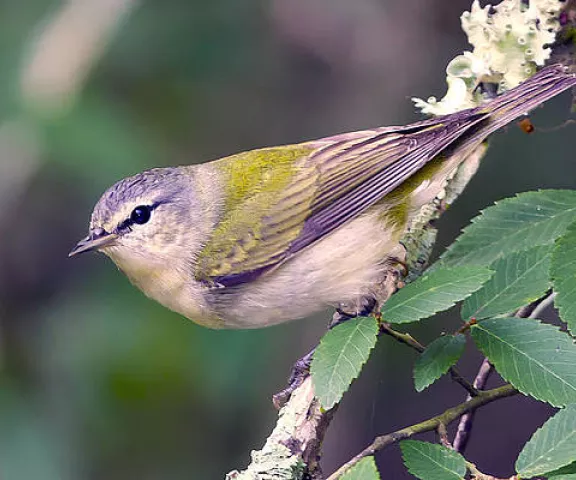 Tennessee Warbler - Photo by Jim E. Johnson