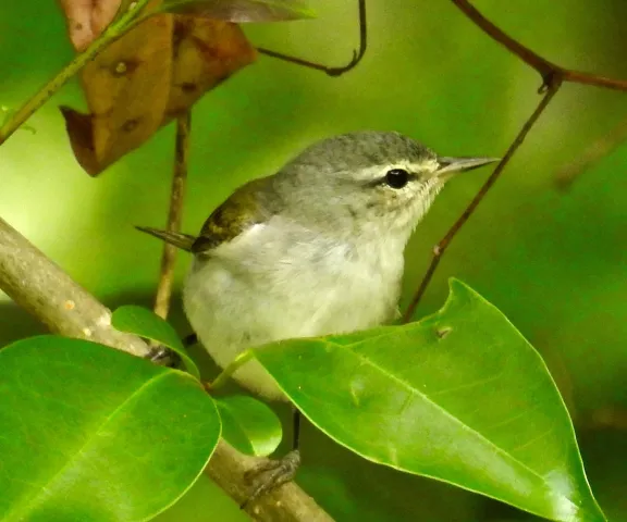 Tennessee Warbler - Photo by Brad Price