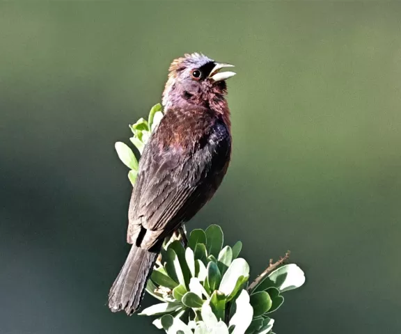 Varied Bunting - Photo by Joan M. Garvey