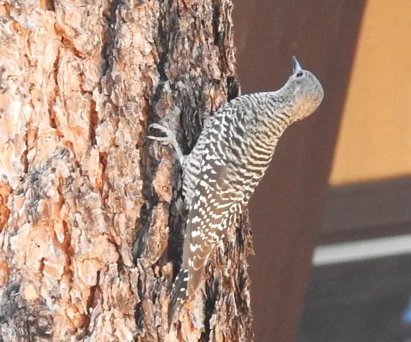 Williamson's Sapsucker - Photo by Christie Andry, MD