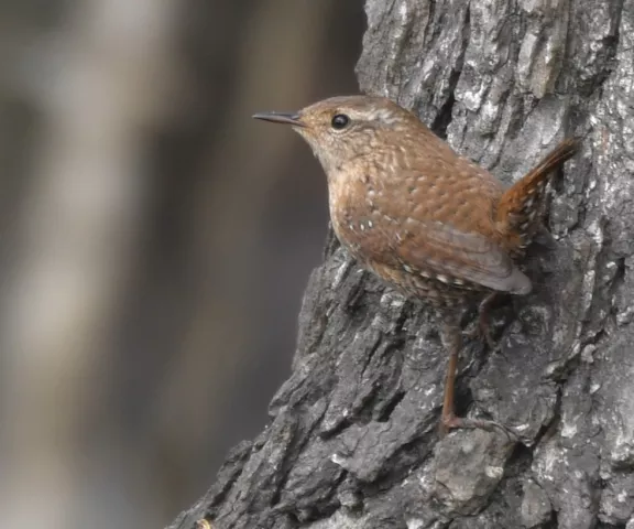 Winter Wren - Photo by Cyndy Hardaker