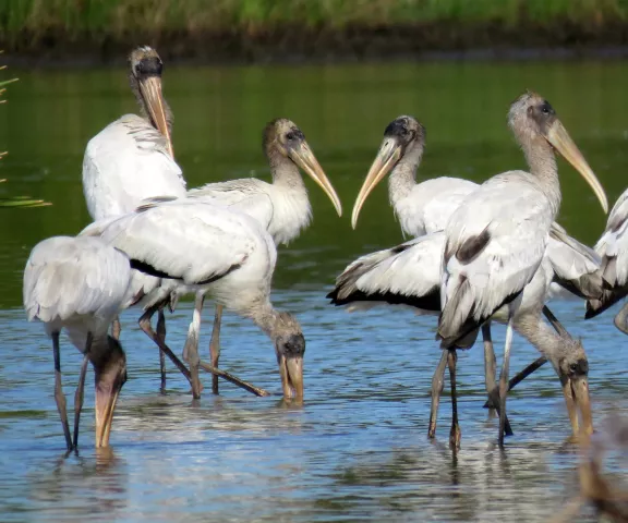 Wood Stork - Photo by Vicki Sensat