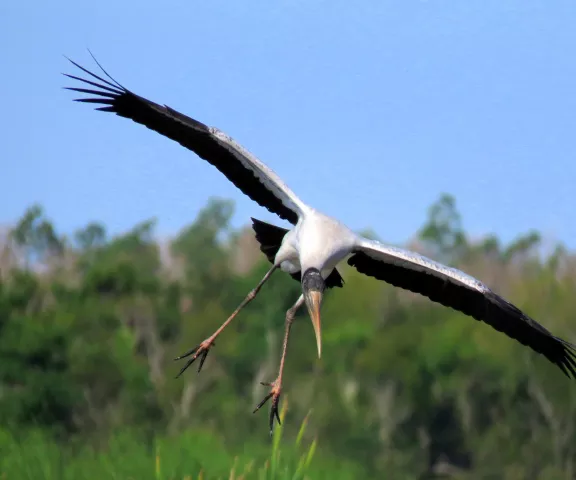 Wood Stork - Photo by Vicki Sensat