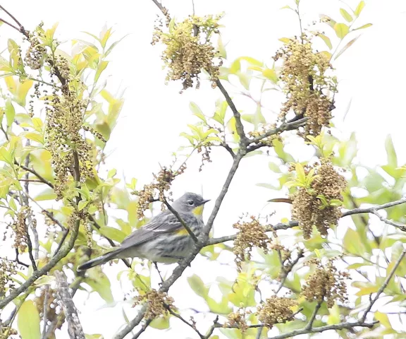 Yellow-rumped Warbler (Audubon's) - Photo by Joan Garvey