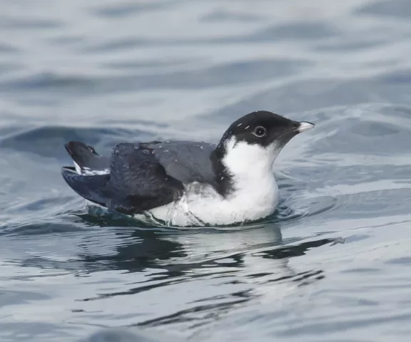 Ancient Murrelet - Photo by Brian Small