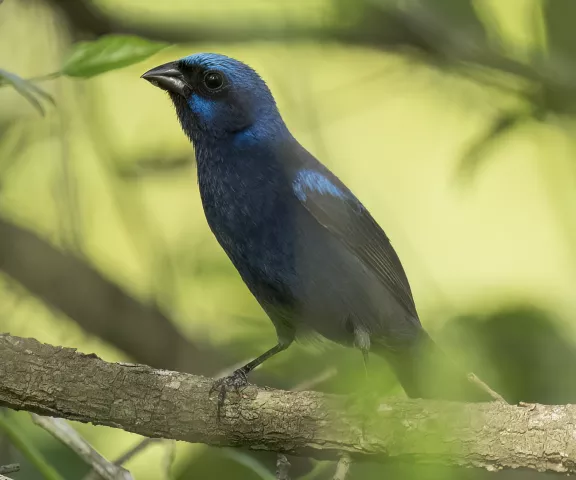 Blue Bunting - Photo by Brian Small