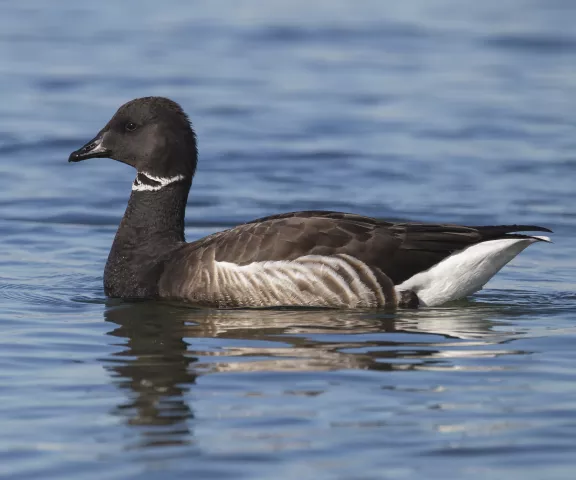 Brant - Photo by Brian Small