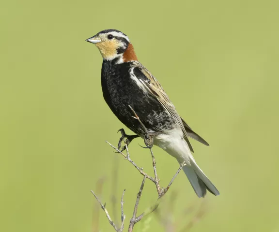 Chestnut-collared Longspur - Photo by Brian Small