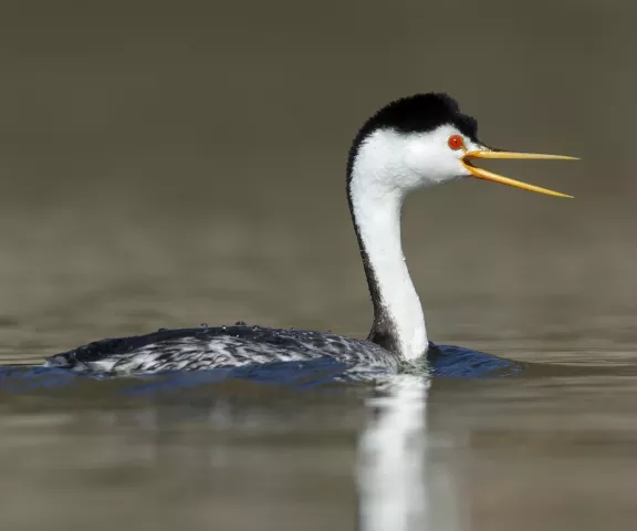 Clark's Grebe - Photo by Brian Small