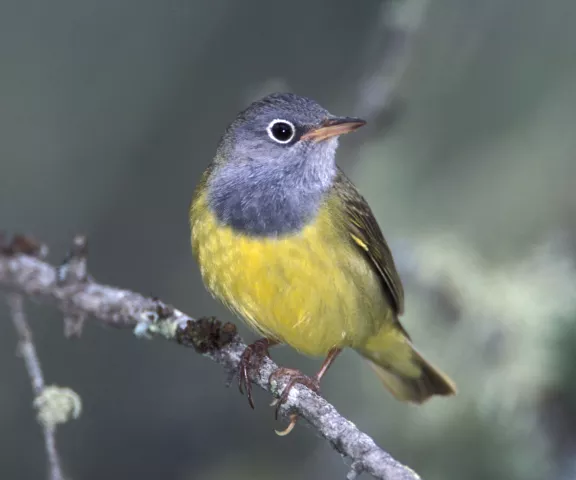 Connecticut Warbler - Photo by Brian Small