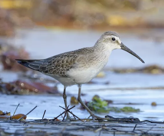 Curlew Sandpiper - Photo by Brian Small